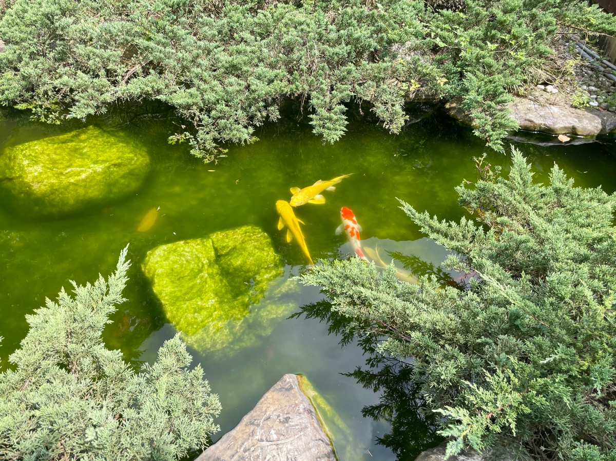 台北昆陽街的日式時光機:【靜心苑】百年老宅雙館深度散策,穿浴衣、嚐鍋物、聆聽老樹的療癒呢喃 - 第6張圖 靜心苑