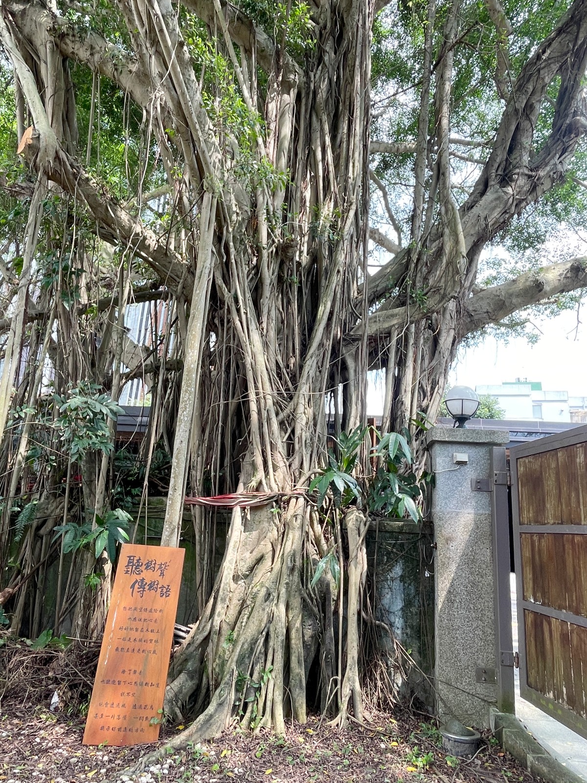 台北昆陽街的日式時光機:【靜心苑】百年老宅雙館深度散策,穿浴衣、嚐鍋物、聆聽老樹的療癒呢喃 - 第3張圖 靜心苑
